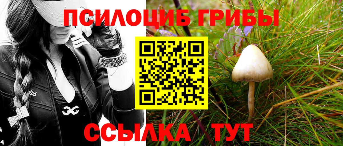 где можно купить наркотик  Галлюциногенные грибы Magic Shrooms  Вход с VPN  Галлюциногенные грибы GOLDEN TEACHER  Строитель 